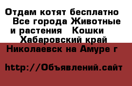 Отдам котят бесплатно  - Все города Животные и растения » Кошки   . Хабаровский край,Николаевск-на-Амуре г.